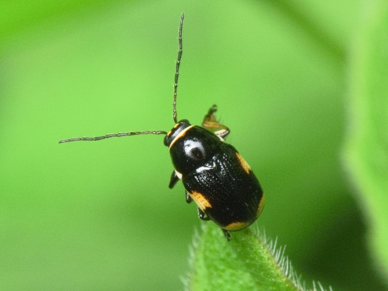 Cryptocephalus (Cryptocephalus) moraei (Linnaeus, 1758)